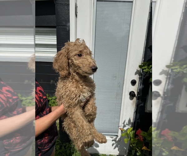 Medium Photo #10 Goldendoodle Puppy For Sale in DAVENPORT, FL, USA