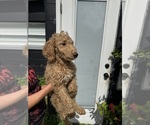 Puppy Franky Goldendoodle