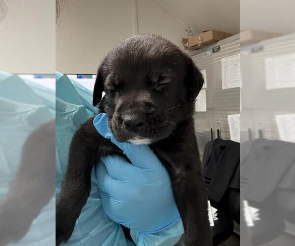 Medium Photo #1 Mutt Puppy For Sale in Bakersfield, CA, USA