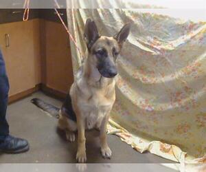 German Shepherd Dog Dogs for adoption in Sacramento, CA, USA