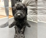 Small Photo #10 Aussiedoodle Puppy For Sale in INDIANAPOLIS, IN, USA