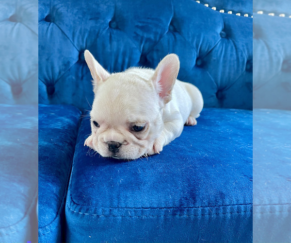 Medium Photo #10 French Bulldog Puppy For Sale in PACIFIC PALISADES, CA, USA