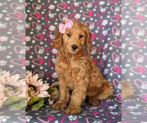 Goldendoodle (Miniature) Puppy for sale in KIRKWOOD, PA, USA