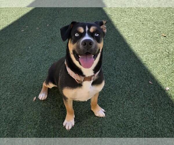 Medium Photo #2 American Staffordshire Terrier-Siberian Husky Mix Puppy For Sale in Rockwall, TX, USA