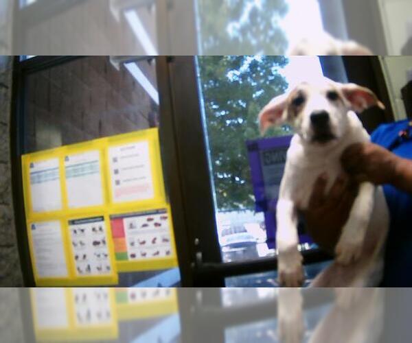 Medium Photo #1 American Pit Bull Terrier-Unknown Mix Puppy For Sale in Tulsa, OK, USA