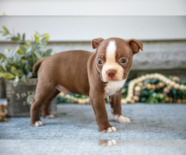 Medium Photo #2 Boston Terrier Puppy For Sale in NAPPANEE, IN, USA