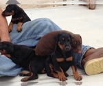 Small Photo #3 Doberman Pinscher Puppy For Sale in Littlerock, CA, USA