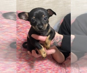 Chihuahua-Chiweenie Mix Puppy for sale in BELLINGHAM, WA, USA