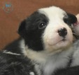 Small Photo #6 Border Collie Puppy For Sale in WHITE SALMON, WA, USA