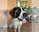 Small #1 Saint Bernard