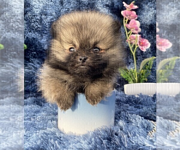 Medium Photo #11 Pomeranian Puppy For Sale in FT LAUDERDALE, FL, USA