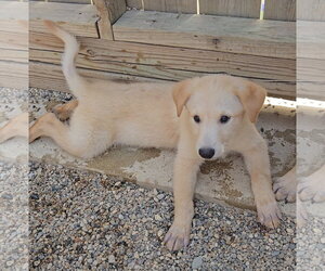 Sourdough - Male Mutt Dog for Adoption - Photo #2