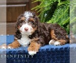 Ruffles - Male Bernedoodle (Miniature) Puppy for Sale - Photo #5
