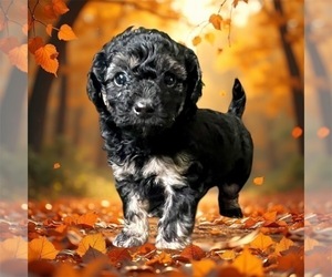 YorkiePoo Puppy for sale in CLOVER, SC, USA
