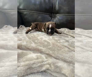 Bulldog Puppy for sale in MARSHALL, AR, USA