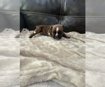Image preview for Ad Listing. Nickname: Bella