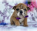Small Photo #2 English Bulldog Puppy For Sale in HONEY BROOK, PA, USA