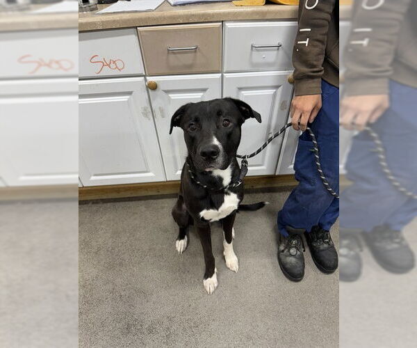 Medium Photo #1 American Pit Bull Terrier-Labrador Retriever Mix Puppy For Sale in Forestville, MD, USA