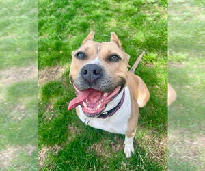 American Pit Bull Terrier Dogs for adoption in Gloversville, NY, USA