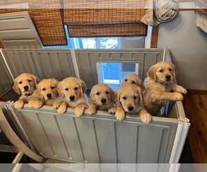 Golden Retriever Puppy for sale in COEUR D ALENE, ID, USA