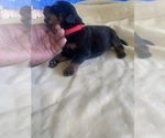 Small Photo #33 Rottweiler Puppy For Sale in RICHLAND, GA, USA