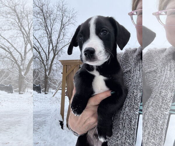 Medium Photo #1 American Staffordshire Terrier-Unknown Mix Puppy For Sale in Duluth, MN, USA