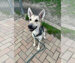 Small #2 Mutt