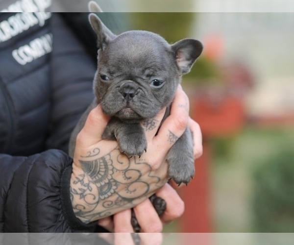 Medium Photo #3 French Bulldog Puppy For Sale in NEW YORK, NY, USA