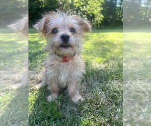 Morkie Puppy for sale in DURHAM, CT, USA