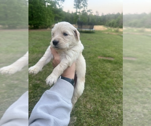 Medium Photo #16 Golden Retriever Puppy For Sale in CONCORD, VA, USA