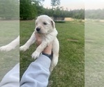 Small Photo #16 Golden Retriever Puppy For Sale in CONCORD, VA, USA
