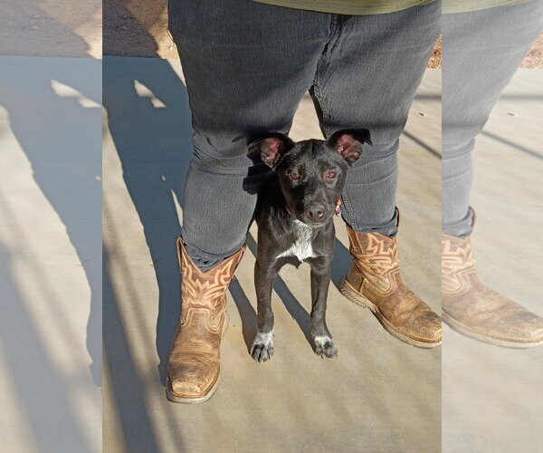 Medium Photo #1 Labrador Retriever-Unknown Mix Puppy For Sale in San Diego, CA, USA