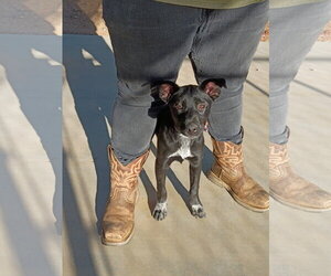 Labrador Retriever-Unknown Mix Dogs for adoption in San Diego, CA, USA