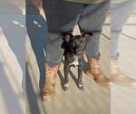 May - Female Labrador Retriever-Unknown Mix Dog for Adoption - Small photo