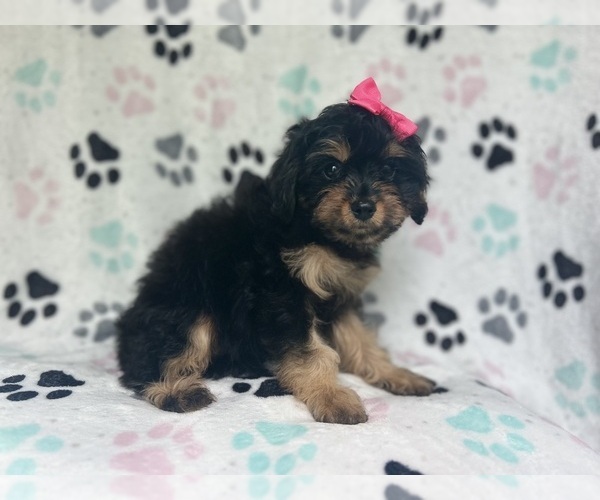 Medium Photo #5 Cavapoo Puppy For Sale in LAKELAND, FL, USA