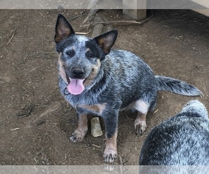 Mother of the Australian Cattle Dog puppies born on 05/02/2022