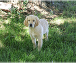 Small #4 Golden Retriever