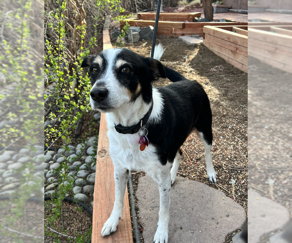 Medium Photo #2 German Shepherd Dog-Great Pyrenees Mix Puppy For Sale in Aurora, CO, USA