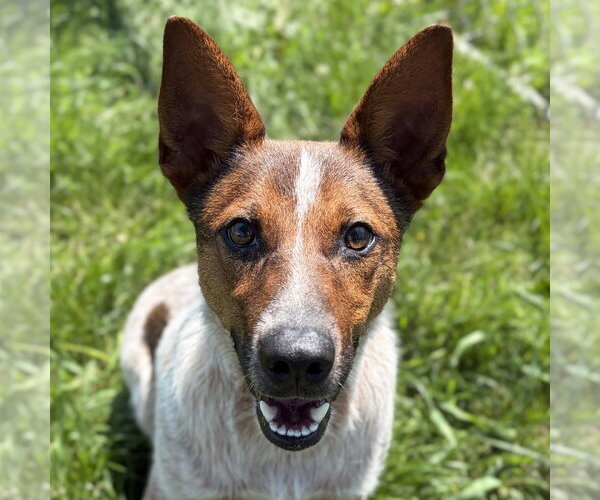 Medium Photo #1 Mutt Puppy For Sale in Jefferson, WI, USA