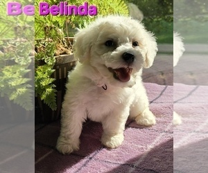 Bichon Frise Puppy for sale in FREMONT, MI, USA