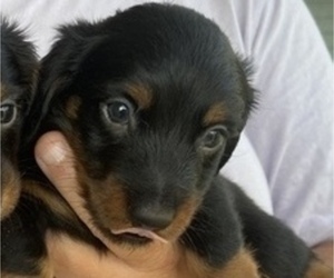 Dachshund Puppy for sale in ROEBUCK, SC, USA