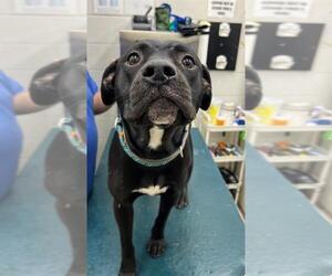 Labrador Retriever Dogs for adoption in Mobile, AL, USA