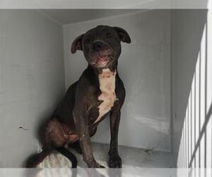 Staffordshire Bull Terrier-Unknown Mix Dogs for adoption in Houston, TX, USA