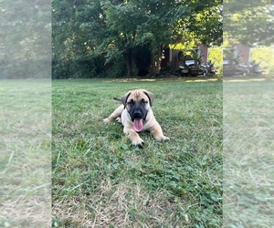 Presa Canario Puppy for sale in SOUTH AMHERST, OH, USA