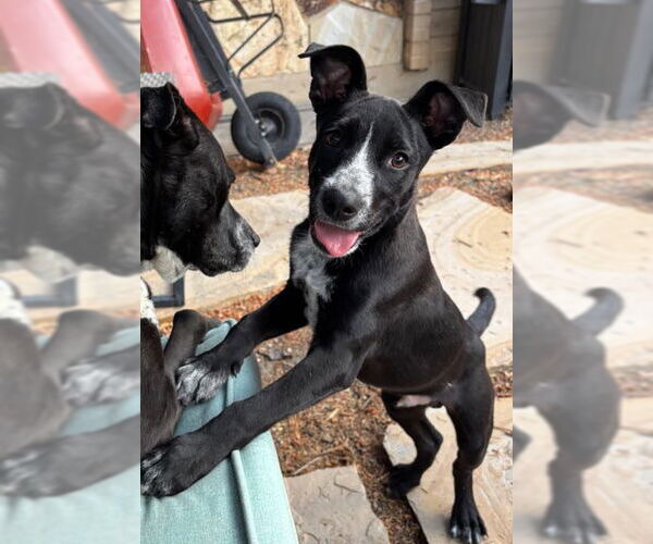 Medium Photo #8 Border-Aussie Puppy For Sale in Salt Lake City, UT, USA