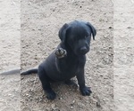 Puppy Black female 3 Labrador Retriever