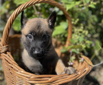 Small #3 Belgian Malinois