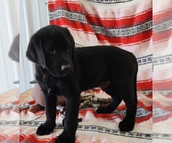 Medium Photo #83 Labrador Retriever Puppy For Sale in MERIDEN, KS, USA