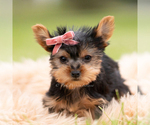 Small Photo #68 Yorkshire Terrier Puppy For Sale in WARSAW, IN, USA