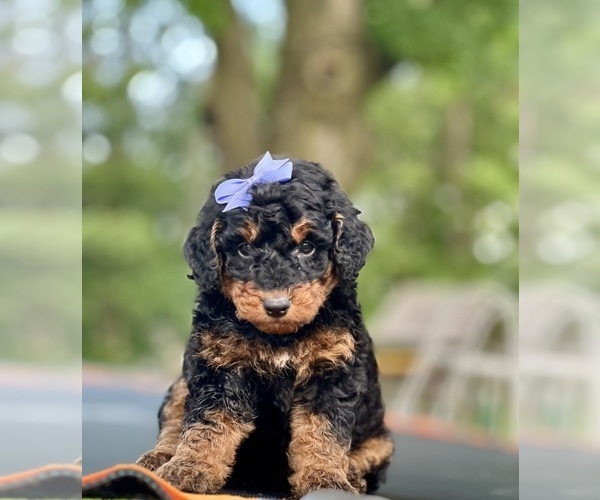 Medium Photo #1 Miniature Bernedoodle Puppy For Sale in CRAWFORDSVLLE, IA, USA